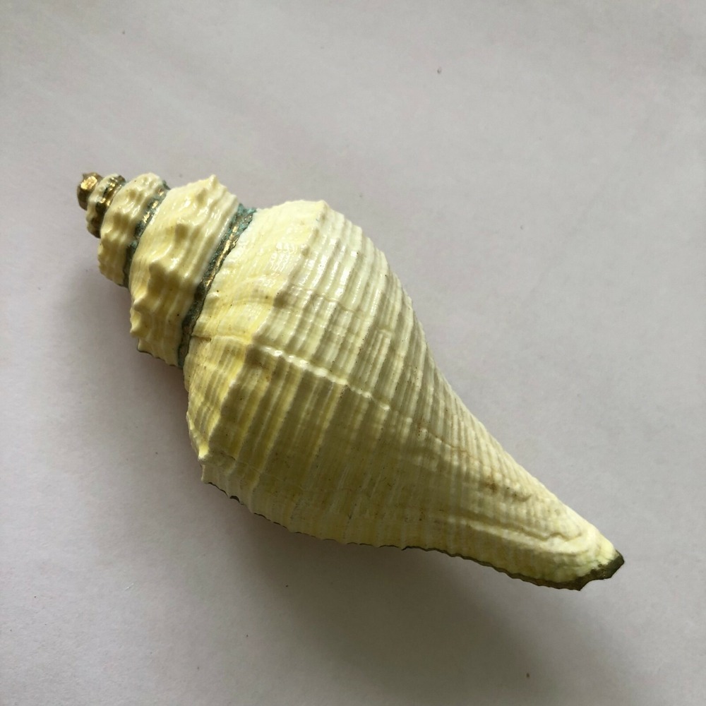 Sea Shell Buckle Vintage 4.5" Cream Ivory with Gold Trim